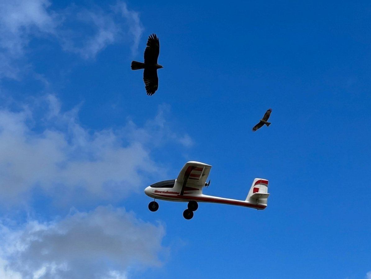 Bussard in der Thermik