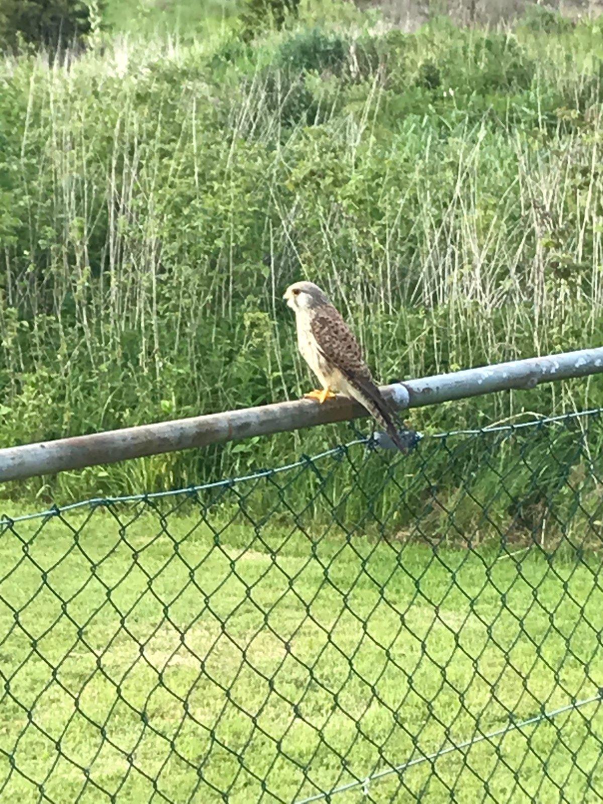 Falke am Modellflugplatz Zell